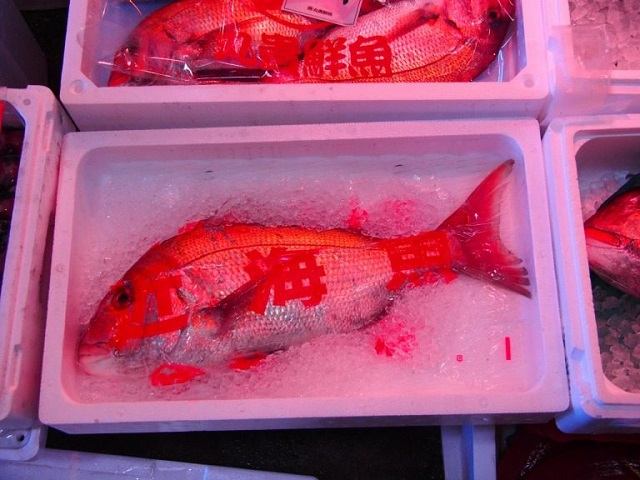 白いケースに入った赤い魚